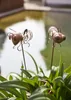 LED Solar-Dekoleuchten Oxida Bienen Dämmerungssensor 2er Produktbild-Vorschau 9