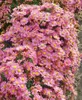 Kissen-Aster Kassel, im Topf - Aster dumosus Produktbild-Vorschau 5