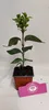 A small potted plant with green leaves and a pink plant tag in front of it, set against a white and light gray background. Náhľad obrázku produktu