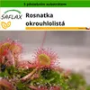 SAFLAX - Rosnatka okrouhlolistá - Drosera rotundifolia - 50 Náhled obrázku produktu 11