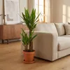 Bloomique - Yucca Elephantipes - Palma Yucca - Palma giglio Anteprima dell’immagine prodotto 3
