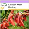SAFLAX - Karaibski Krzew Koralowy - 6 Nasiona - Erythrina Podgląd zdjęcia produktu 9
