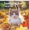 Alpha Edition - Samtpfötchen Kalender 2026 - Wandkalender & Produktbild-Vorschau 1