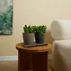 Bloomique - Crassula Ovata Magical Tree - Roślina Jadeitowa Podgląd zdjęcia produktu 6