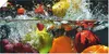 ARTland Poster Spritzendes Obst auf dem Wasser Größe: Produktbild-Vorschau 1