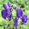6 x Modrá mníška - Aconitum napellus | Kvetináč 9cm x 9cm Náhľad obrázku produktu 1