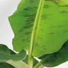 Bloomique - Musa Oriental Dwarf - Bananenpflanze - Produktbild-Vorschau 3
