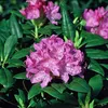 Rhododendron Hybr. 30-40 cm Alpenrose Frühlingsblüher Produktbild-Vorschau 3