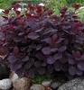 Perückenstrauch ´ROYAL PURPLE´ 40-50 cm, Cont. 2,5 l Produktbild-Vorschau 8
