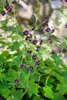 Geranium phaeum, Storchschnabel, violett, ca. 9x9 cm Topf Produktbild-Vorschau 4