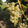 Weinrebe Dublin 2L Anteprima dell’immagine prodotto 3