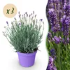 Lavendel Lavandula angustifolia Munstead winterhart lila 3 Produktbild-Vorschau 2