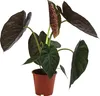 Dehner Pfeilblatt, Alocasia Wentii, großes Blattwerk, 45 cm Produktbild-Vorschau 1