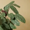 Bloomique - Calathea Compactstar - Korbmarante - Produktbild-Vorschau 5