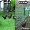 A split image showing chickens in a yard before and after a fence installation, with geese visible behind the fence in the 'after' section. Produktbild-Vorschau