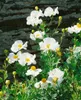 Romneya coulteri, Kalifornischer Baum-Mohn, weiß, ca. 11x11 Produktbild-Vorschau 2