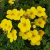 2 x  Potentilla fruticosa 'Goldteppich'  | 20-25 cm v Náhľad obrázku produktu 2