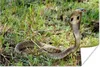 MuchoWow® Poster Cobra-Schlange im grünen Gras 120x80 cm - Produktbild-Vorschau 1