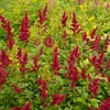 Bloomique - Zestaw 6 sztuk - Astilbe Fanal - Tawuła Podgląd zdjęcia produktu 5