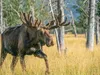 CALVENDO Puzzle Der Star unter Alaskas Wildtieren | 1000 Produktbild-Vorschau 3
