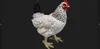 Dekofigur Henne Huhn Eva lebensechte Gartenfigur Tierfigur Produktbild-Vorschau 3