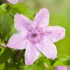 Clematis Hagley Hybrid 60-80 cm roślina pnąca Podgląd zdjęcia produktu 3