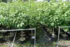 Rows of potted young trees are lined up in an outdoor nursery or garden center. Produktbild-Vorschau