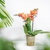 Kolibri Phalaenopsis Orchidee Mineral Bolzano, Orange - Produktbild-Vorschau 6