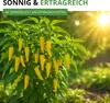 Chili Lemon Drop - Capsicum baccatum - Chilisamen - scharfe Produktbild-Vorschau 8