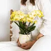 Žlutá orchidej Phalaenopsis 'Albenga', prumer 9cm, pokojová Náhled obrázku produktu 5