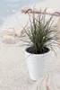 A potted plant with dark foliage and purple accents sits on a bed of white gravel next to some large, layered rocks and a body of water. Náhľad obrázku produktu