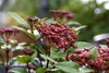 Viburnum tinus 'Spirit'® ('anvi'®) - Laurowa kula śnieżna Podgląd zdjęcia produktu 2