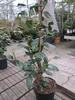 Camellia japonica Lady Vansittard - Japanische Kamelie Lady Produktbild-Vorschau 3