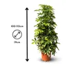 Schefflera gold - capella - ↕ 100-110 cm - ⌀ 19 cm - plante Voir les images du produit 3