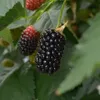 A close-up of ripe and unripe blackberries on a branch. Produktbild-Vorschau