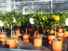 Citrus Yuzu 70 - 80 cm, Zitronenbaum Zitrone, japanische Produktbild-Vorschau 7