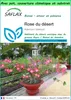 SAFLAX Garden to go - Rose du désert - 8 graines - Adenium Voir les images du produit 1