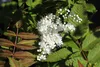 Sorbaria sorbifolia "Sem", ihličnany, 3-litrový kvetináč Náhľad obrázku produktu 3