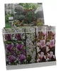3 x Magnólie 30-40 cm 'Soulangeana', 'Susan' a 'Stellata' - Náhľad obrázku produktu 1