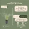 Plants by Frank | 60 Plantes d'herbe à plumes | Stipa Voir les images du produit 4