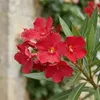 1x Nerium oleander rood P26 H80 Produktbild-Vorschau 6