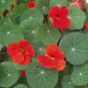 Kapuzinerkresse- Tropaeolum majus - Kräuterpflanze im 12cm Produktbild-Vorschau 3