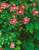 Anemone hupehensis 'September Charm', Herbst-Anemone, rosa, Produktbild-Vorschau 4