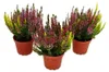 Calluna vulgaris - Set de 3 plantes - Bruyère à balai - Voir les images du produit 1