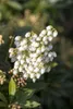 Pieris japonica 'Debutante', Japanische Lavendelheide, Produktbild-Vorschau 4