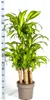 Dračí strom - Dracaena fragrans massangeana - Karussel - Náhľad obrázku produktu 5
