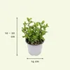 Assortiment d'herbes aromatiques pour le jardin, 4 plantes, Voir les images du produit 4