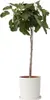 Feigenbaum - Ficus Carica - Höhe 70-90cm - ⌀21cm Produktbild-Vorschau 7
