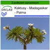SAFLAX - Madagaskar - Palma - 10 Nasiona - Z podłożem Podgląd zdjęcia produktu 10