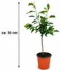 Oranjeboom Navelina als kleine plant, ongeveer 50 cm hoog – Productafbeelding-voorbeeld 5